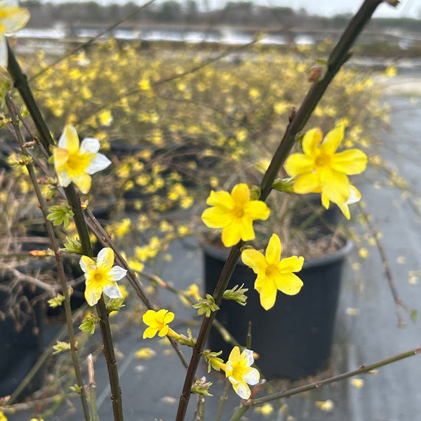 Jasminum Winter Jasmine - Jasminum nudiflorum