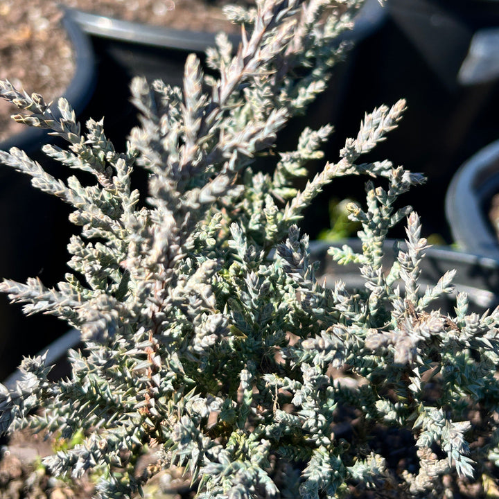 Blue Juniper Angelica shrub in a 3-gallon pot, with dense blue-green foliage and a compact, rounded shape.