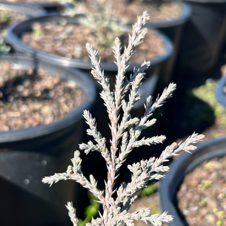 Blue Juniper Angelica shrub in a 3-gallon pot, showcasing dense, bluish-green foliage and a compact, rounded shape.
