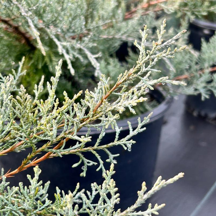 Grey Owl Juniper with soft silver gray evergreen foliage