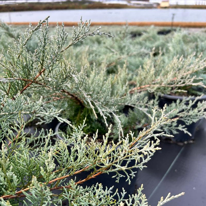 Grey Owl Juniper with soft silver gray evergreen foliage
