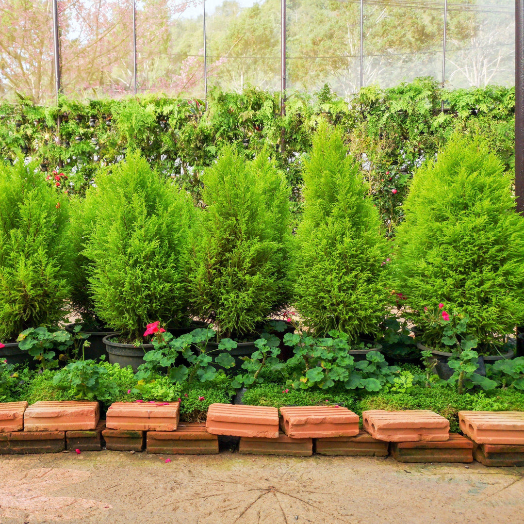 Hetzii Columnaris Juniper with dense upright bright green foliage