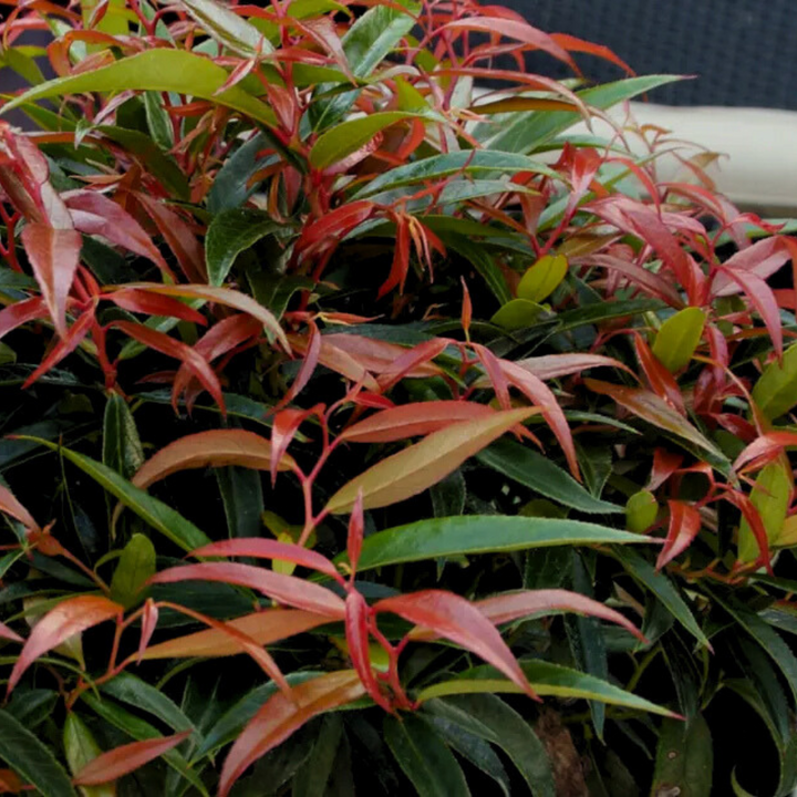 Burning Love Leucothoe with red new growth and glossy evergreen foliage