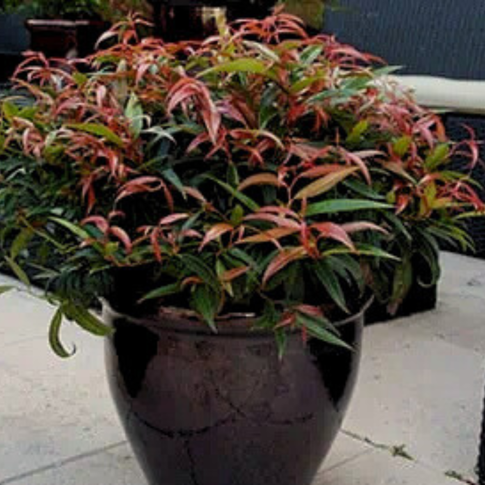 Burning Love Leucothoe with red new growth and glossy evergreen foliage