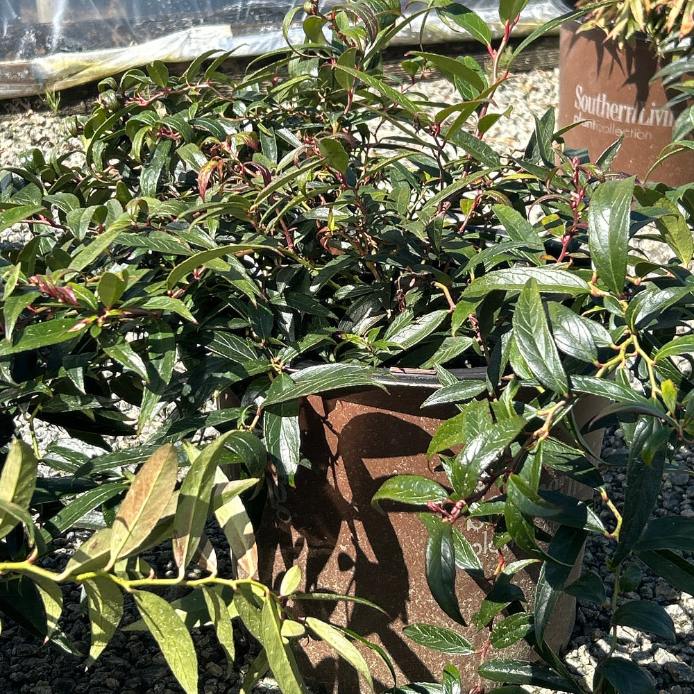 Burning Love Leucothoe with red new growth and glossy evergreen foliage
