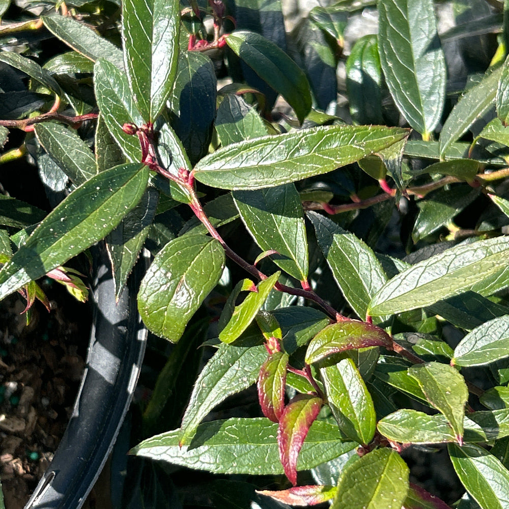 Burning Love Leucothoe with red new growth and glossy evergreen foliage