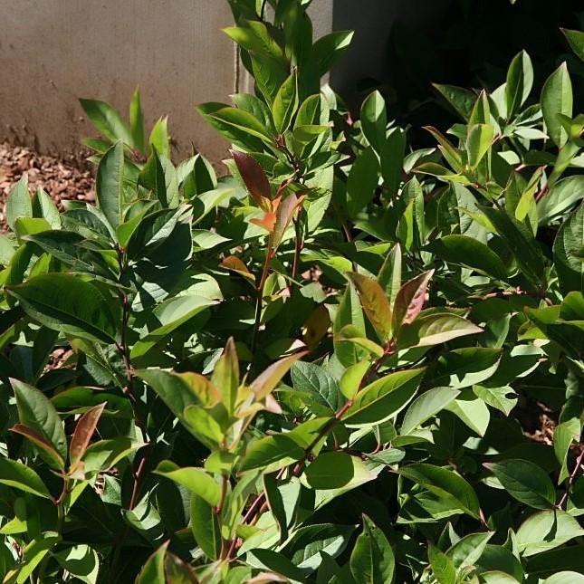 Margie Jenkins Leucothoe with glossy foliage and red new growth