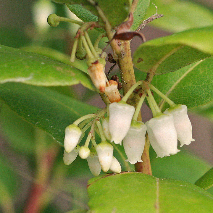 Margie Jenkins Leucothoe with glossy foliage and red new growth