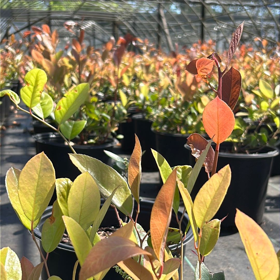 Margie Jenkins Leucothoe with glossy foliage and red new growth