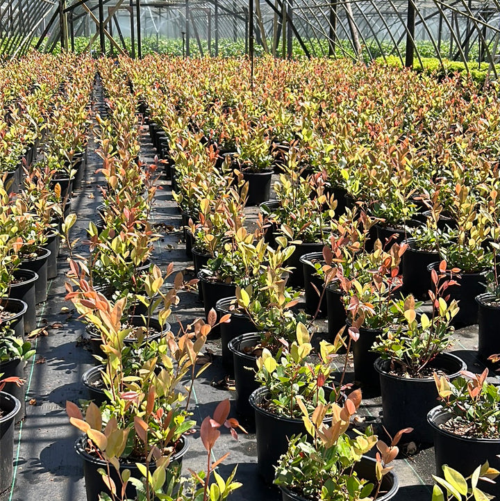 Margie Jenkins Leucothoe with glossy foliage and red new growth