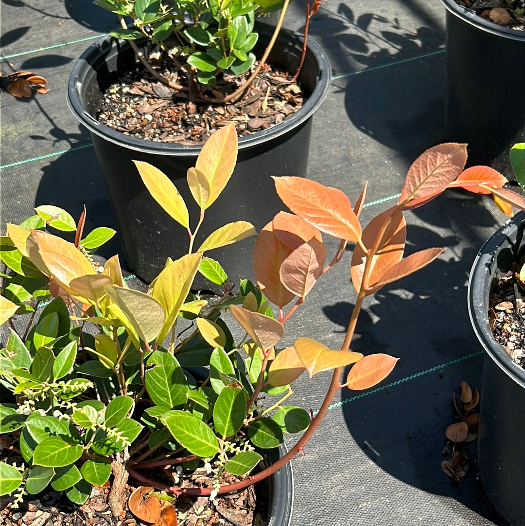 Margie Jenkins Leucothoe with glossy foliage and red new growth