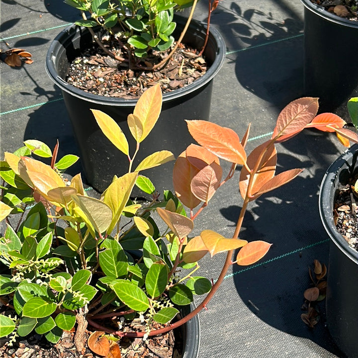 Margie Jenkins Leucothoe with glossy foliage and red new growth