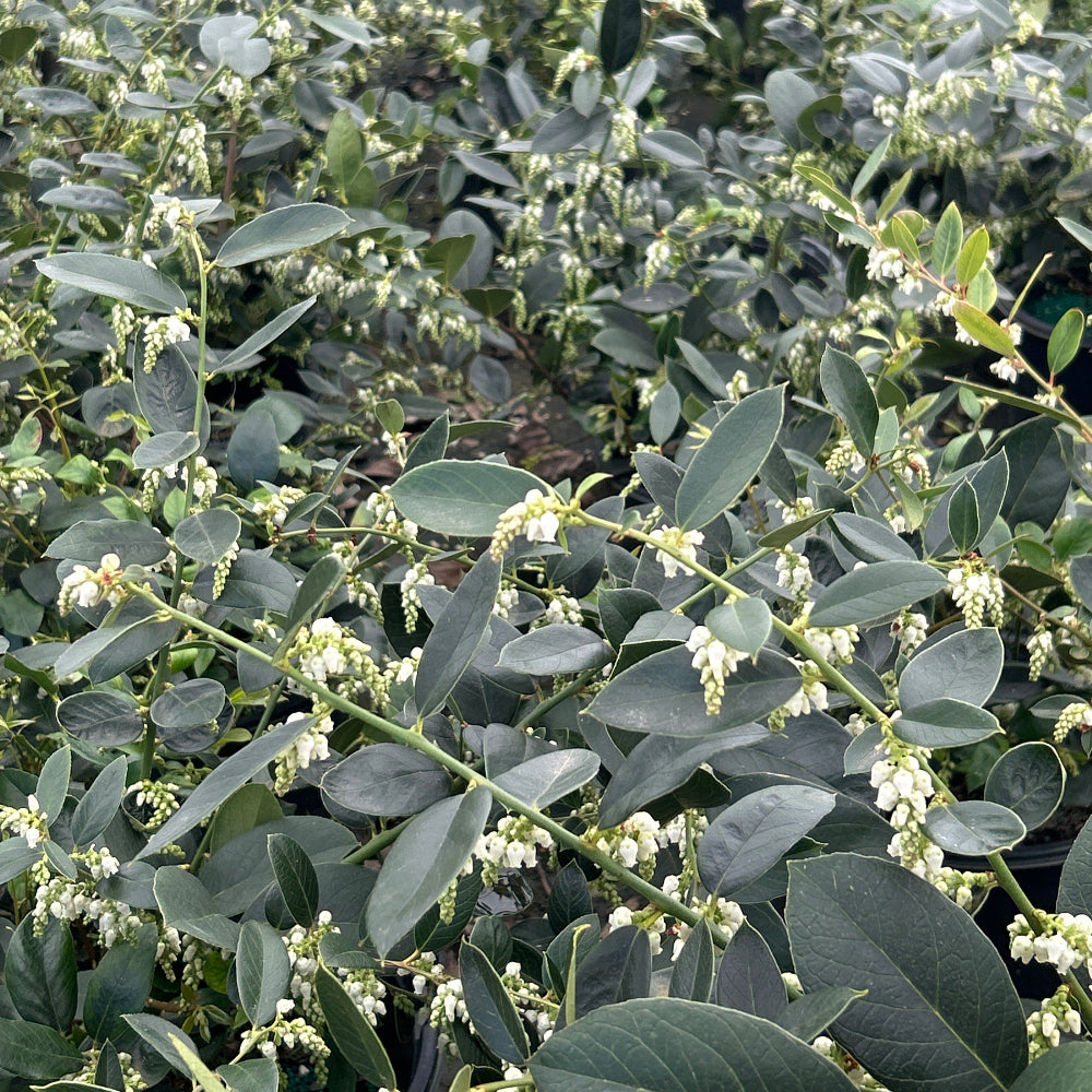Margie Jenkins Leucothoe with glossy foliage and red new growth