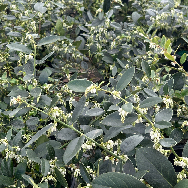 Margie Jenkins Leucothoe with glossy foliage and red new growth