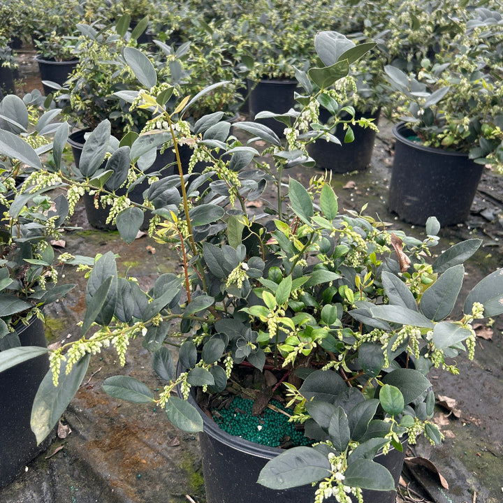 Margie Jenkins Leucothoe with glossy foliage and red new growth