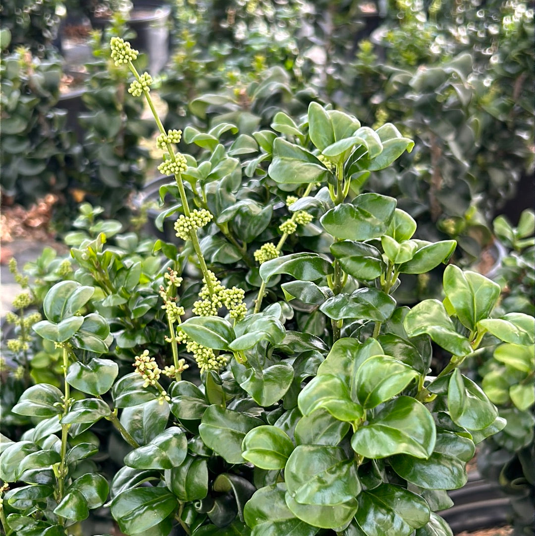 Ligustrum Coriaceum ~ Curly Leaf Japanese Privet - 3 Gallon Pot