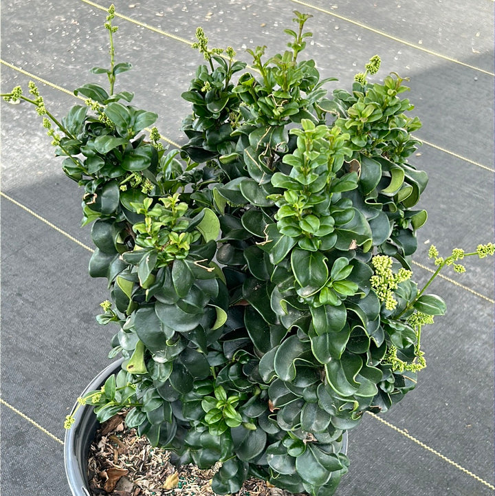 Ligustrum Coriaceum ~ Curly Leaf Japanese Privet