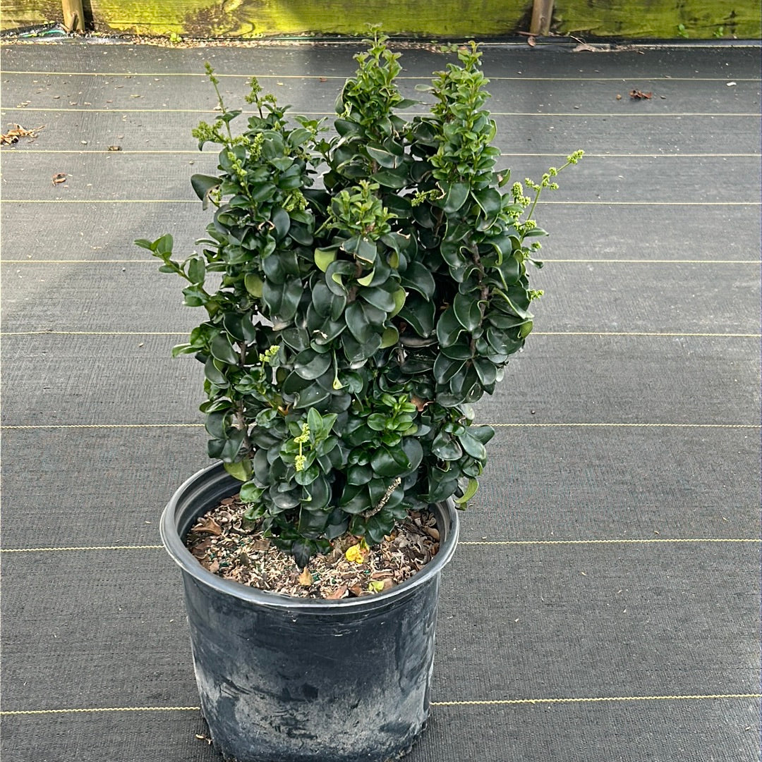 Ligustrum Coriaceum ~ Curly Leaf Japanese Privet