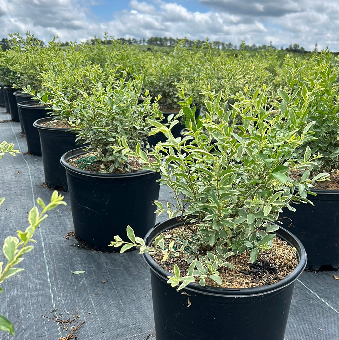 Ligustrum jap. Variegated