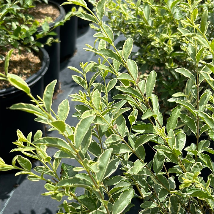 Variegated Japanese Privet with creamy white edged green foliage