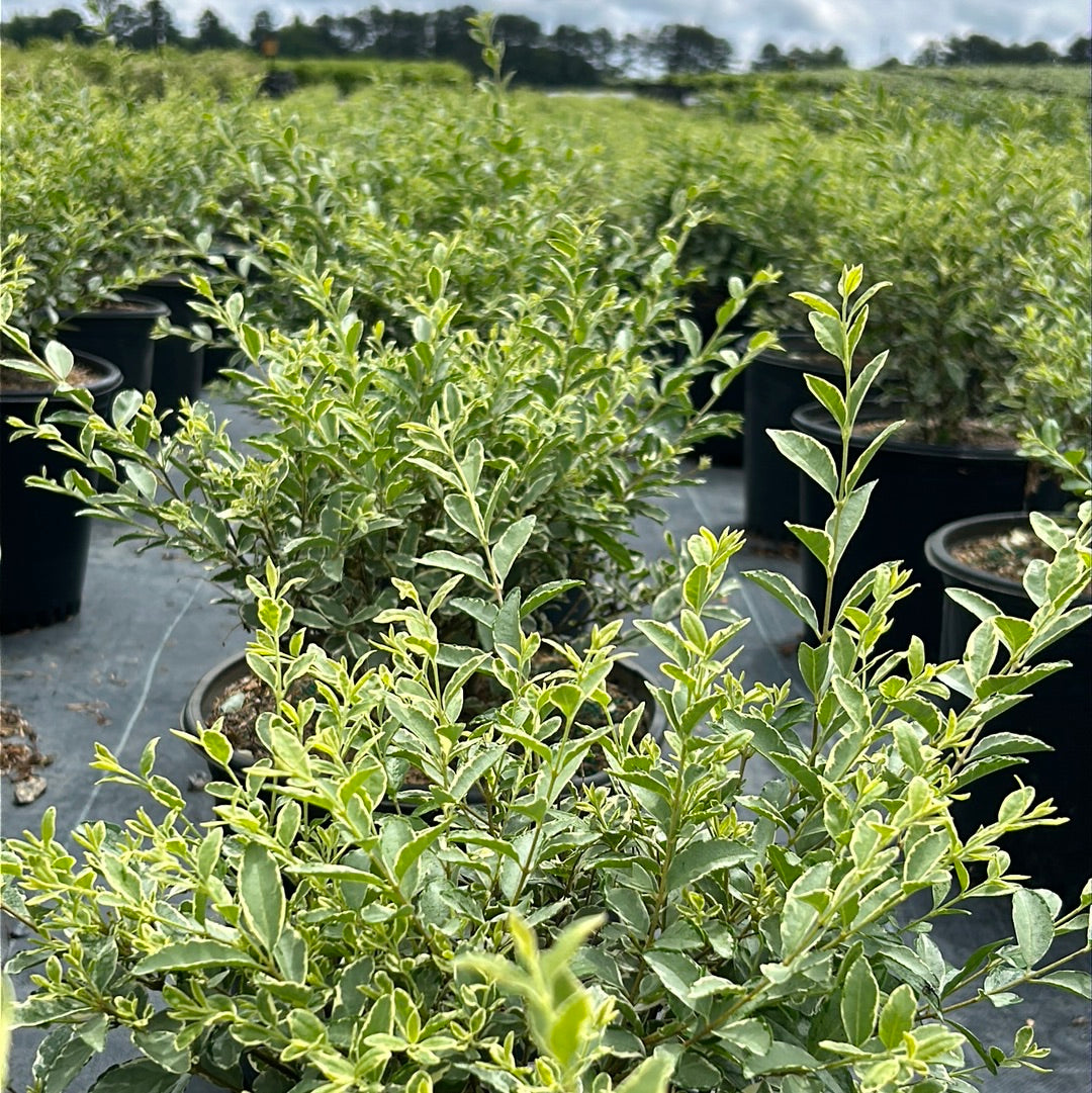 Variegated Japanese Privet with creamy white edged green foliage