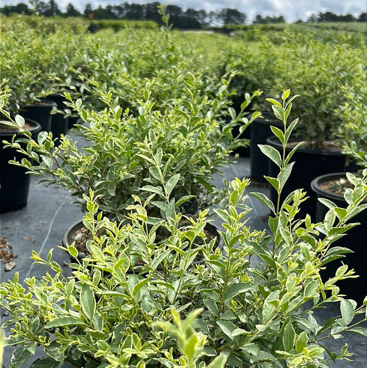 Variegated Japanese Privet with creamy white edged green foliage