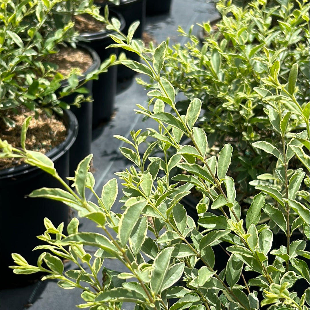 Ligustrum jap. Variegated