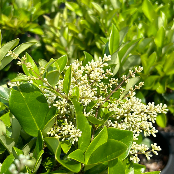 Waxleaf Ligustrum with glossy dark green foliage and white flowers