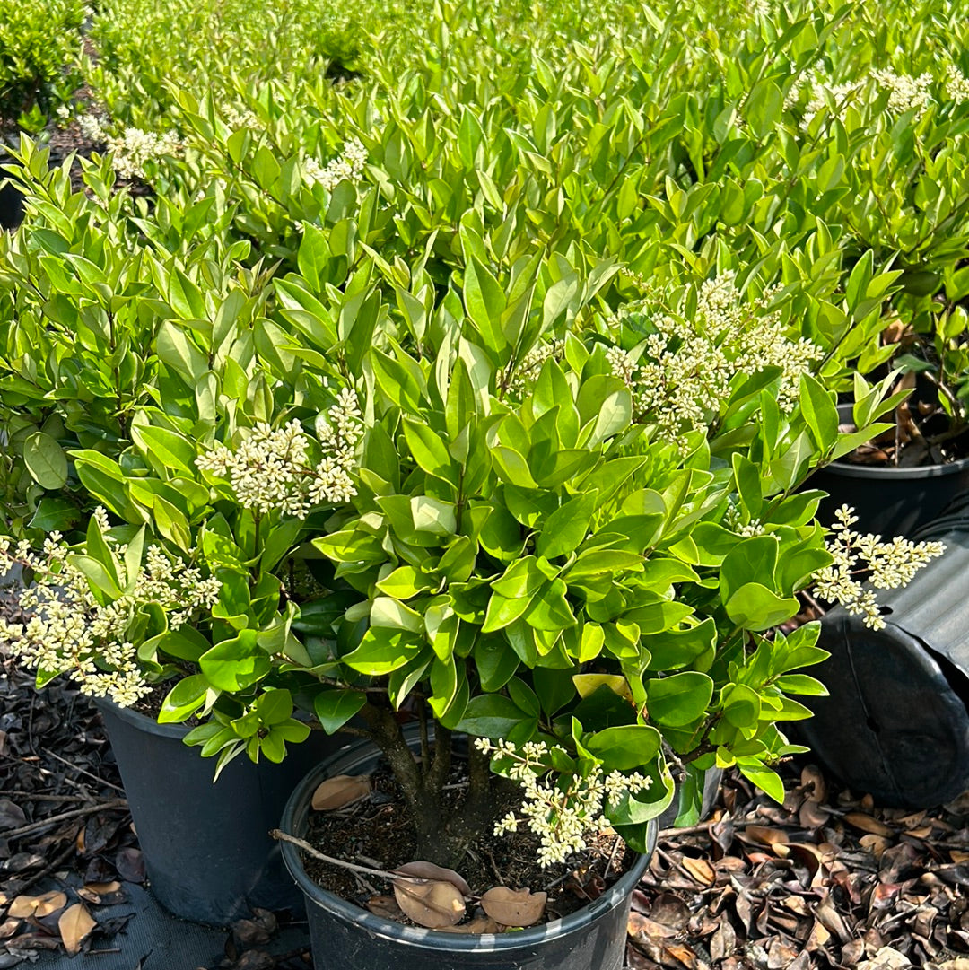 Ligustrum jap. Waxleaf