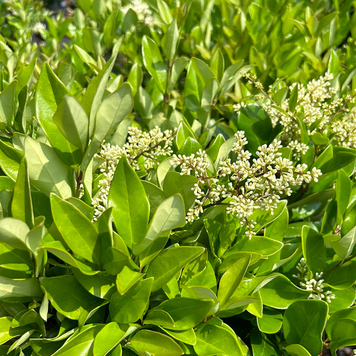 Waxleaf Ligustrum with glossy dark green foliage and white flowers