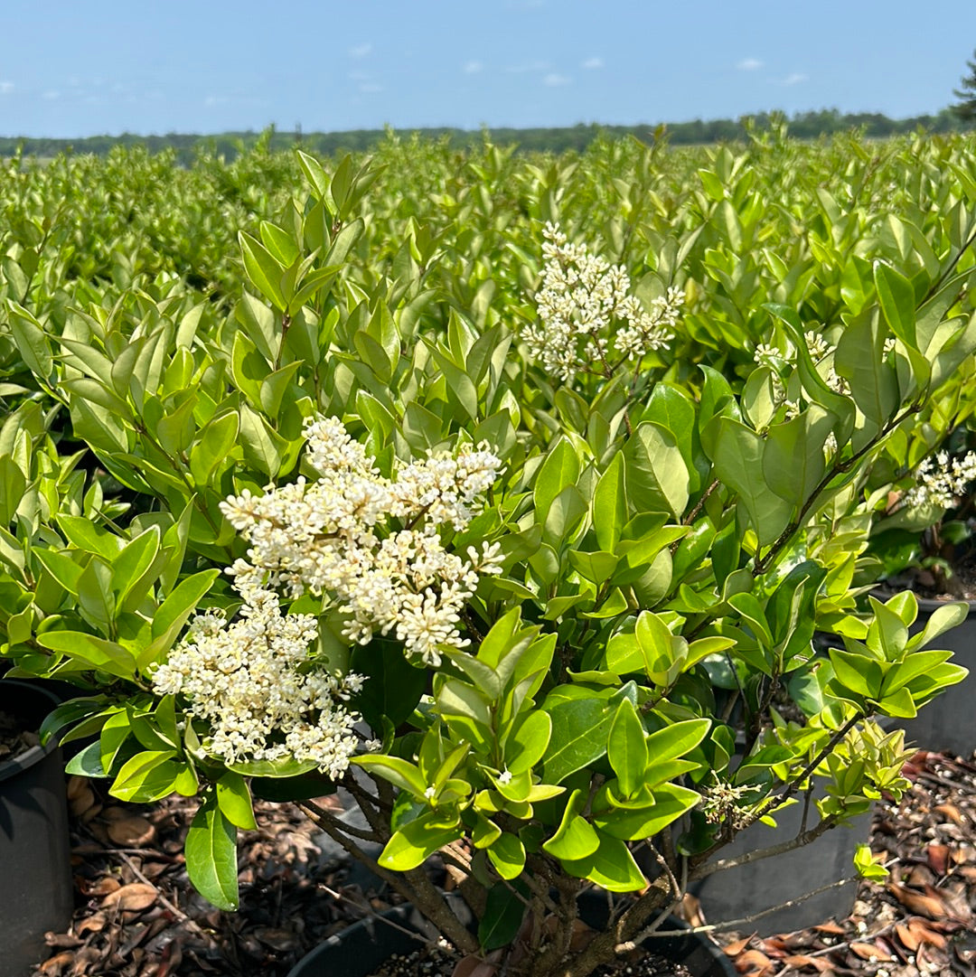 Waxleaf Ligustrum with glossy dark green foliage and white flowers