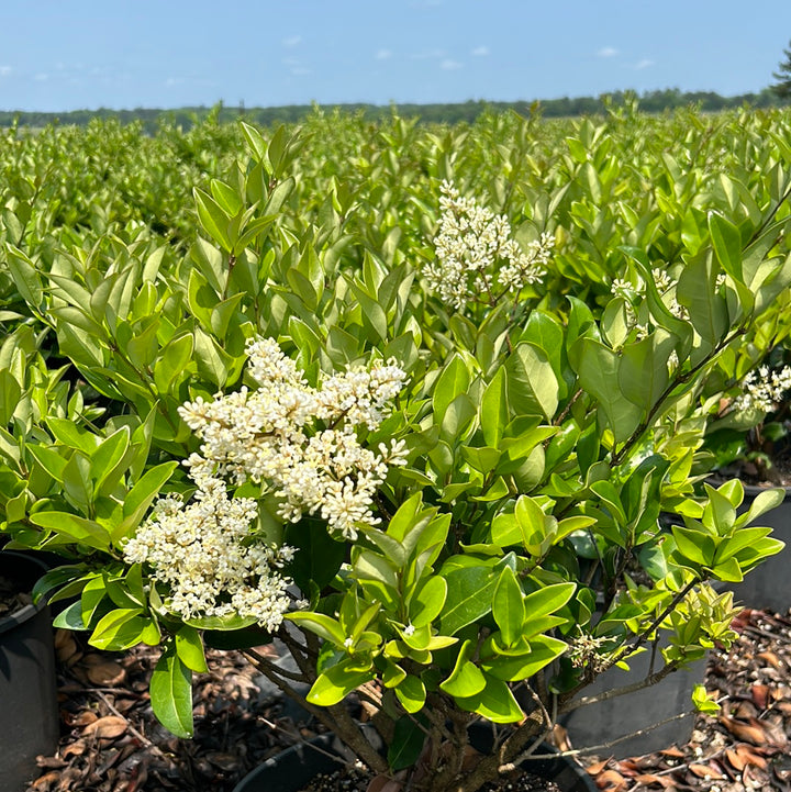 Waxleaf Ligustrum with glossy dark green foliage and white flowers