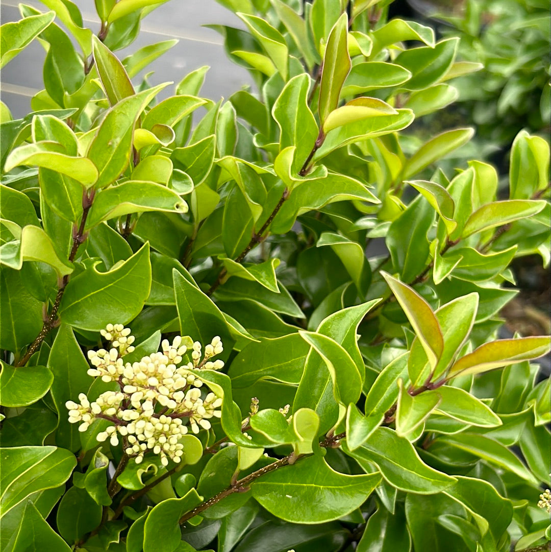 ligustrum sempervirens Recurve Ligustrum