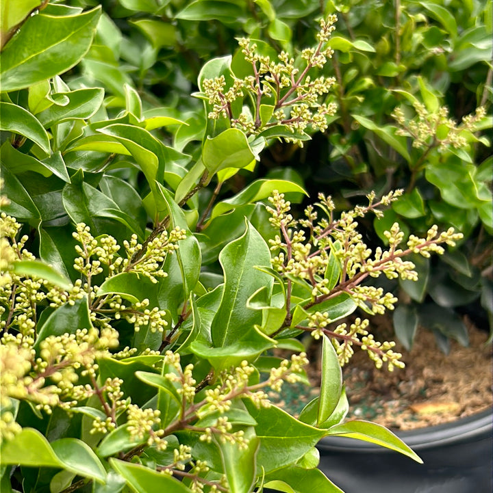 Recurve Ligustrum with dense dark green recurved foliage