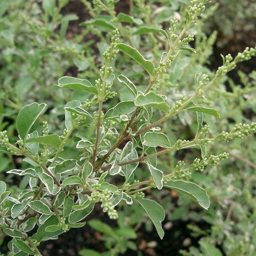 Variegated Chinese Privet with cream edged gray green foliage