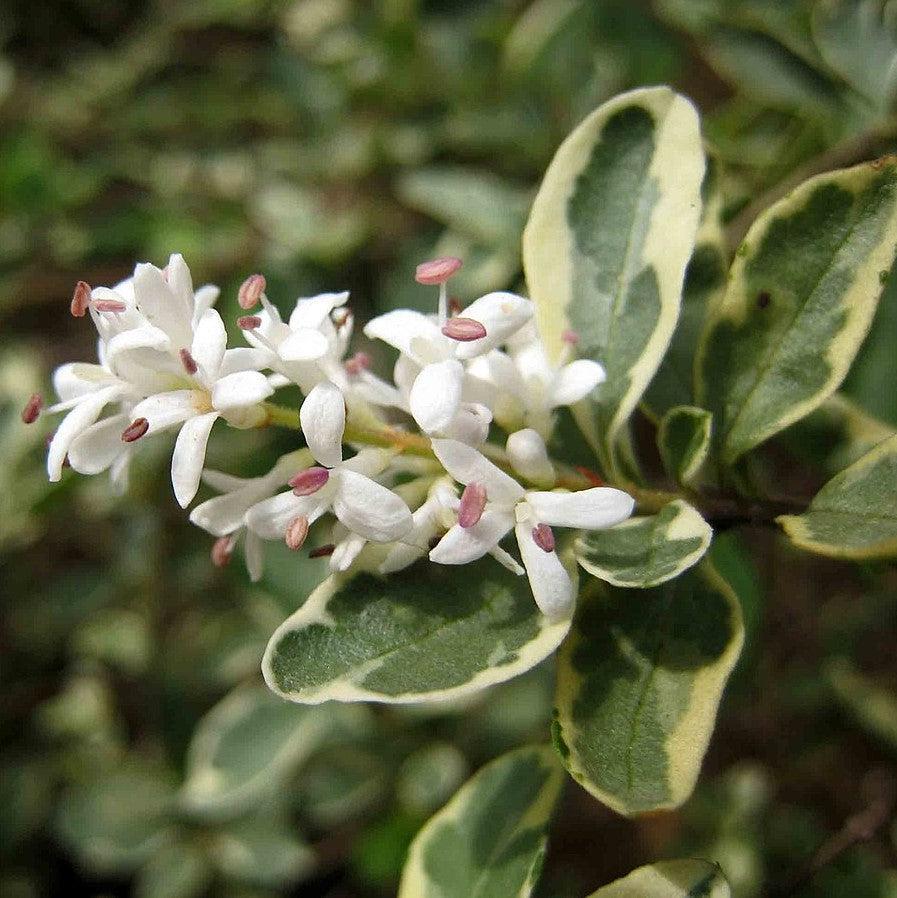 Variegated Chinese Privet with cream edged gray green foliage