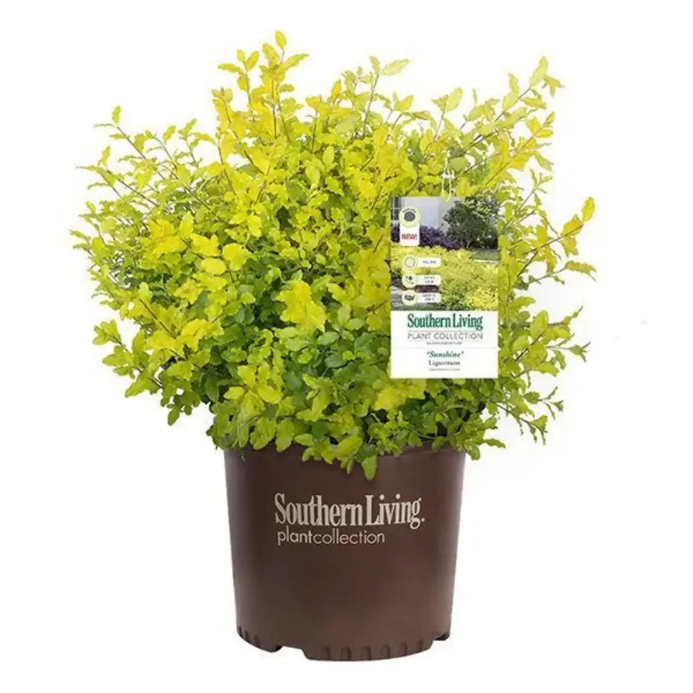 Sunshine Ligustrum with bright golden yellow evergreen foliage