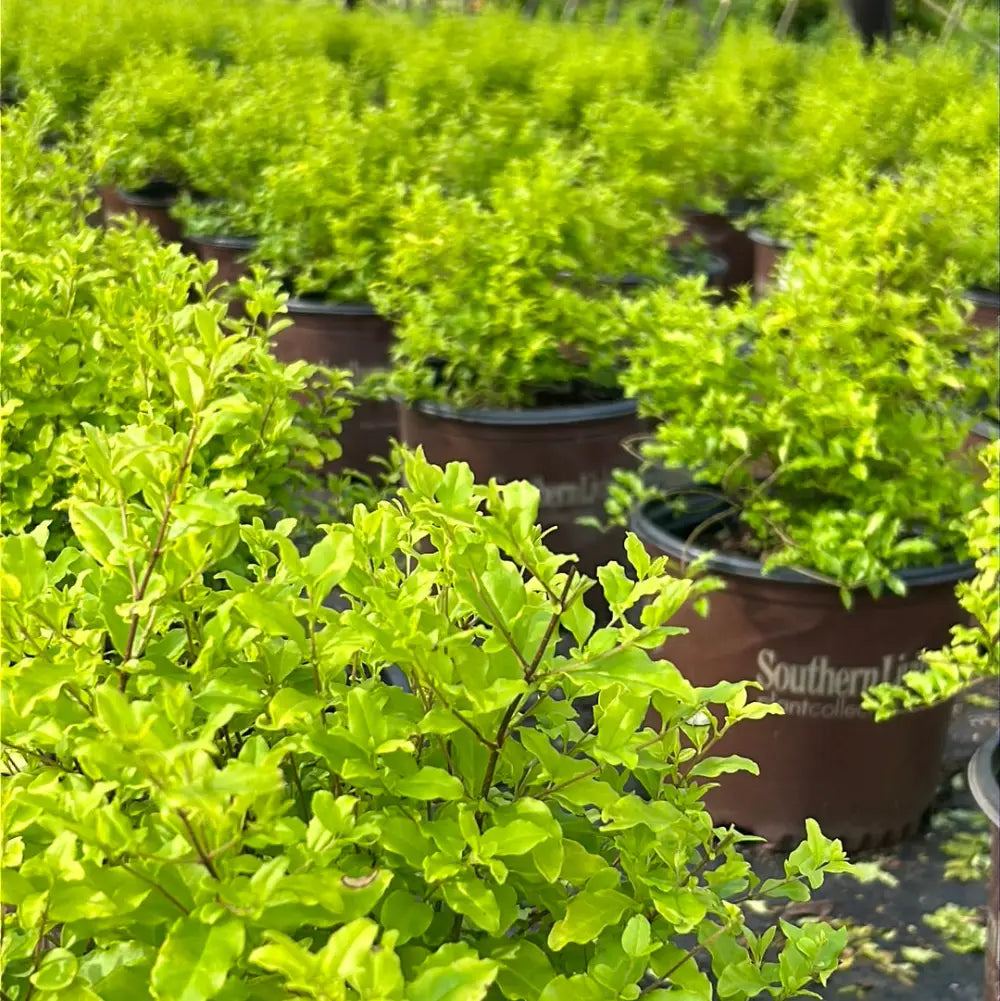 Ligustrum Sunshine