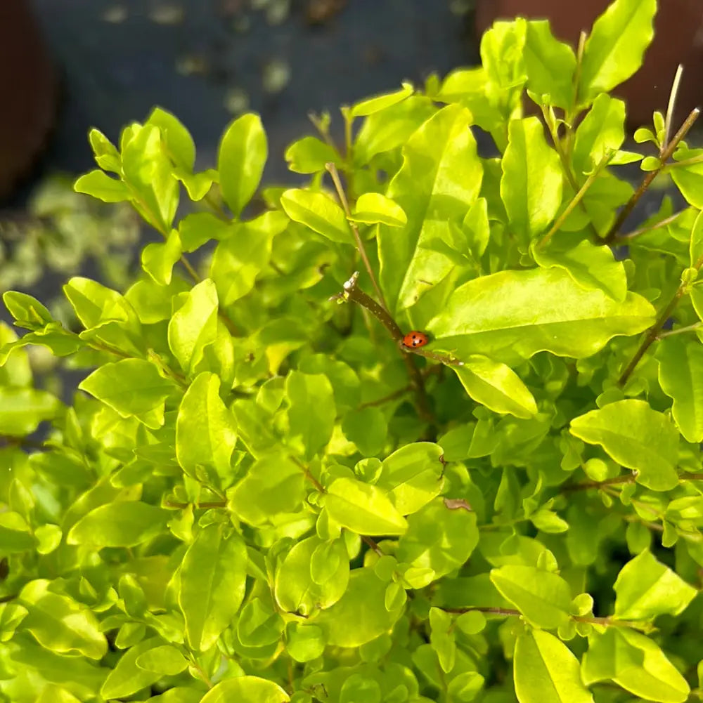Sunshine Ligustrum with bright golden yellow evergreen foliage