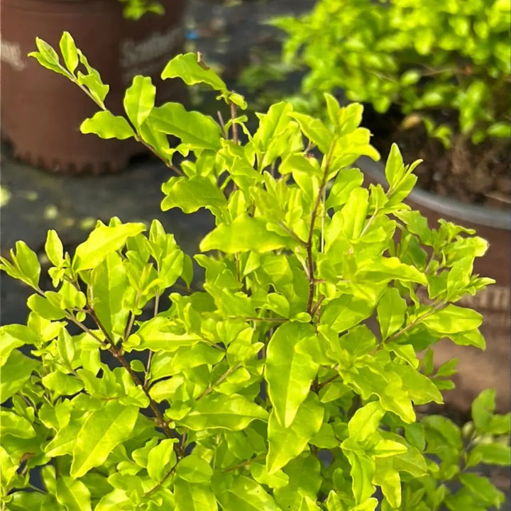 Sunshine Ligustrum with bright golden yellow evergreen foliage