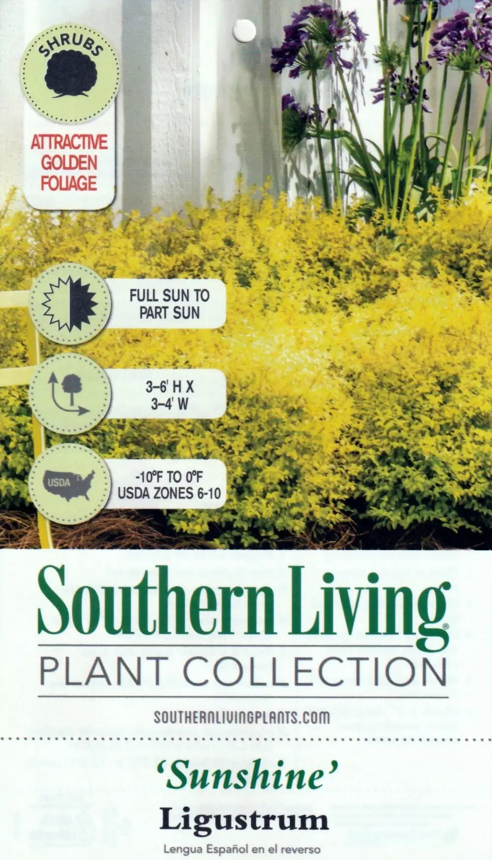 Sunshine Ligustrum with bright golden yellow evergreen foliage