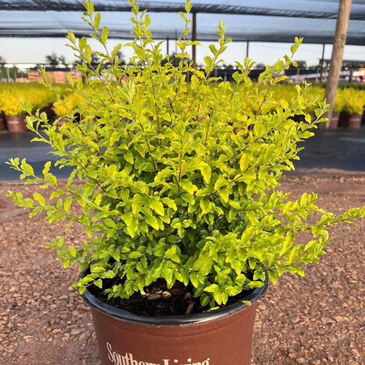 Sunshine Ligustrum with bright golden yellow evergreen foliage