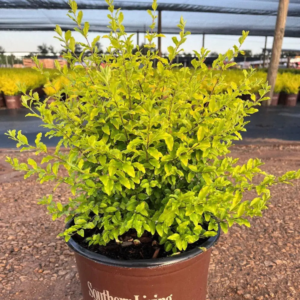 Ligustrum Sunshine