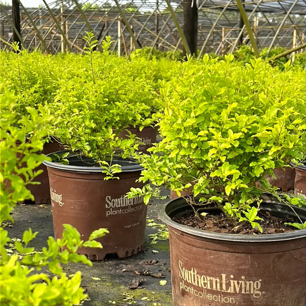 Sunshine Ligustrum with bright golden yellow evergreen foliage