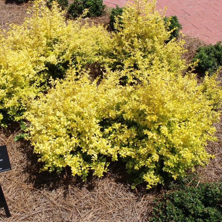 Sunshine Ligustrum with bright golden yellow evergreen foliage