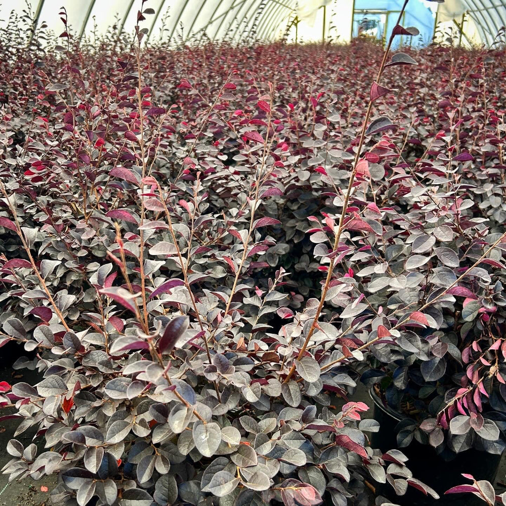 Carolina Midnight Loropetalum with dark plum foliage and fuchsia flowers