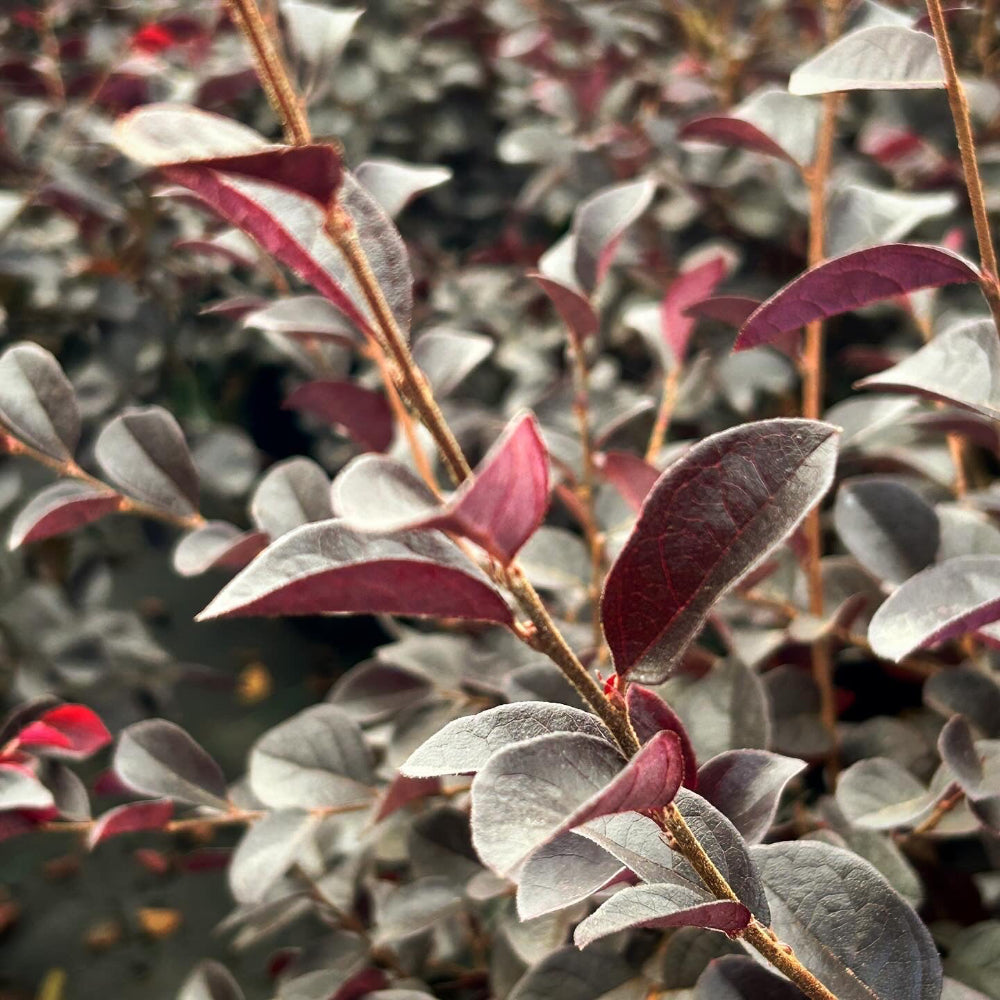 Carolina Midnight Loropetalum with dark plum foliage and fuchsia flowers