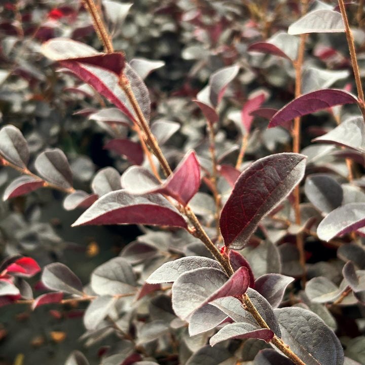 Carolina Midnight Loropetalum with dark plum foliage and fuchsia flowers