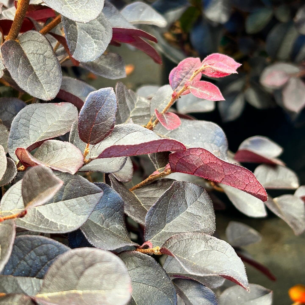 Carolina Midnight Loropetalum with dark plum foliage and fuchsia flowers