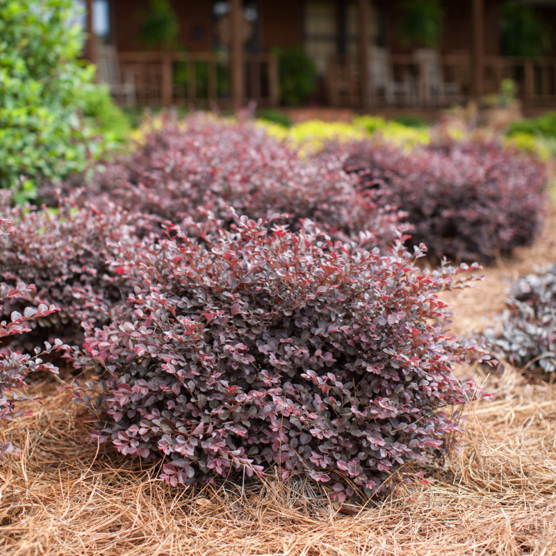 Crimson Fire Loropetalum with ruby foliage and neon pink flowers